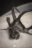 20033 - Outstanding 1.68 Inch Ceratarges sp Middle Devonian Trilobite