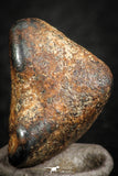 07109 - Taza (NWA 859) Iron Ungrouped Plessitic Octahedrite Meteorite 5.7g
