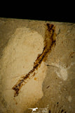 30095- Top Rare 2.09 Inch Aipichthys Fossil Fish - Cretaceous Lebanon