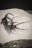 20033 - Outstanding 1.68 Inch Ceratarges sp Middle Devonian Trilobite