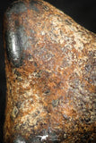 07109 - Taza (NWA 859) Iron Ungrouped Plessitic Octahedrite Meteorite 5.7g