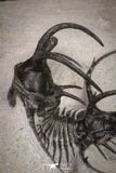 20033 - Outstanding 1.68 Inch Ceratarges sp Middle Devonian Trilobite