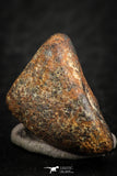 07109 - Taza (NWA 859) Iron Ungrouped Plessitic Octahedrite Meteorite 5.7g