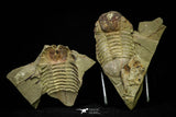 21086 - New Species Symphysurus ebbestadi n. sp. Lower Ordovician Fezouata Fm