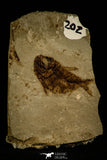 30096- Top Rare Tenuicentrum lanceolatum Fossil Fish - Eocene Monte Bolca Italy