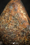 07109 - Taza (NWA 859) Iron Ungrouped Plessitic Octahedrite Meteorite 5.7g
