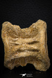 06744 - Top Beautiful 2.04 Inch Enchodus libycus Vertebra Bone Late Cretaceous