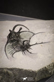 20033 - Outstanding 1.68 Inch Ceratarges sp Middle Devonian Trilobite