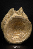 06744 - Top Beautiful 2.04 Inch Enchodus libycus Vertebra Bone Late Cretaceous