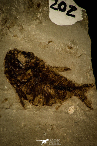 30096- Top Rare Tenuicentrum lanceolatum Fossil Fish - Eocene Monte Bolca Italy