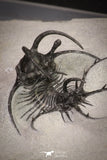 20033 - Outstanding 1.68 Inch Ceratarges sp Middle Devonian Trilobite