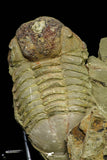 21086 - New Species Symphysurus ebbestadi n. sp. Lower Ordovician Fezouata Fm