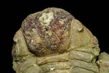 21086 - New Species Symphysurus ebbestadi n. sp. Lower Ordovician Fezouata Fm