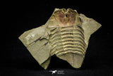 21086 - New Species Symphysurus ebbestadi n. sp. Lower Ordovician Fezouata Fm