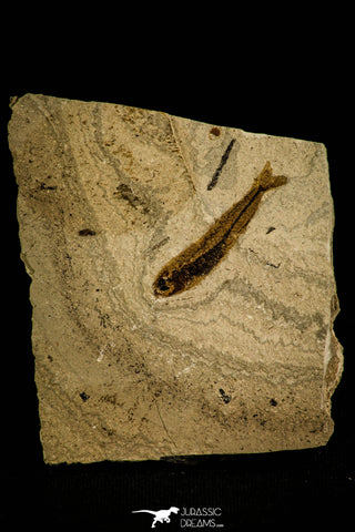 30097- Top Rare Clupea catopygoptera Fossil Fish - Eocene Monte Bolca Italy