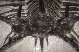 20033 - Outstanding 1.68 Inch Ceratarges sp Middle Devonian Trilobite