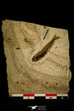 30097- Top Rare Clupea catopygoptera Fossil Fish - Eocene Monte Bolca Italy