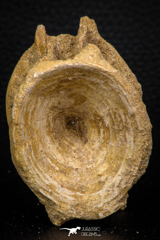 06745 - Top Beautiful 2.51 Inch Enchodus libycus Vertebra Bone Late Cretaceous