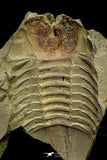 21086 - New Species Symphysurus ebbestadi n. sp. Lower Ordovician Fezouata Fm