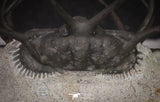 20034 - Awesome 2.29 Inch Ceratonurus sp Devonian Trilobite Top Well Prepared