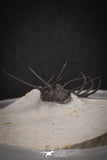 20034 - Awesome 2.29 Inch Ceratonurus sp Devonian Trilobite Top Well Prepared