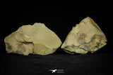 21087 - Amazing Lehua sp Lower Ordovician Trilobite Fezouata Fm