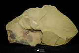 21087 - Amazing Lehua sp Lower Ordovician Trilobite Fezouata Fm
