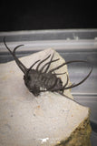 20034 - Awesome 2.29 Inch Ceratonurus sp Devonian Trilobite Top Well Prepared