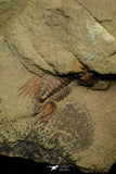 21087 - Amazing Lehua sp Lower Ordovician Trilobite Fezouata Fm