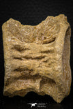 06745 - Top Beautiful 2.51 Inch Enchodus libycus Vertebra Bone Late Cretaceous