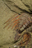 21087 - Amazing Lehua sp Lower Ordovician Trilobite Fezouata Fm