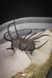 20034 - Awesome 2.29 Inch Ceratonurus sp Devonian Trilobite Top Well Prepared