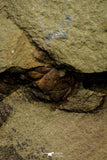 21087 - Amazing Lehua sp Lower Ordovician Trilobite Fezouata Fm