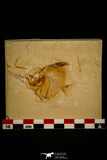 30098- Top Rare 1.97 Inch Pycnosteroides laevispinosus Fish - Cretaceous Lebanon