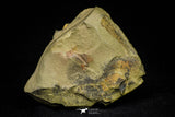 21087 - Amazing Lehua sp Lower Ordovician Trilobite Fezouata Fm