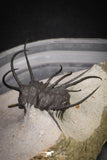 20034 - Awesome 2.29 Inch Ceratonurus sp Devonian Trilobite Top Well Prepared