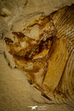 30098- Top Rare 1.97 Inch Pycnosteroides laevispinosus Fish - Cretaceous Lebanon