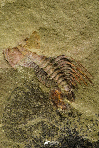 21087 - Amazing Lehua sp Lower Ordovician Trilobite Fezouata Fm