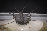 20034 - Awesome 2.29 Inch Ceratonurus sp Devonian Trilobite Top Well Prepared