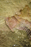 21087 - Amazing Lehua sp Lower Ordovician Trilobite Fezouata Fm