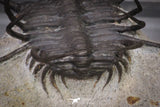 20034 - Awesome 2.29 Inch Ceratonurus sp Devonian Trilobite Top Well Prepared