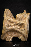 06746 - Top Beautiful 2.38 Inch Enchodus libycus Vertebra Bone Late Cretaceous