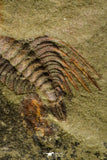 21087 - Amazing Lehua sp Lower Ordovician Trilobite Fezouata Fm