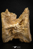 06746 - Top Beautiful 2.38 Inch Enchodus libycus Vertebra Bone Late Cretaceous