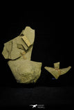 21088 - Museum Grade Bavarilla zemmourensis with Preserved Antennae Lower Ordovician Trilobite