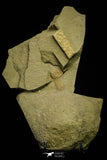 21088 - Museum Grade Bavarilla zemmourensis with Preserved Antennae Lower Ordovician Trilobite