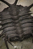 20034 - Awesome 2.29 Inch Ceratonurus sp Devonian Trilobite Top Well Prepared