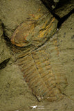 21088 - Museum Grade Bavarilla zemmourensis with Preserved Antennae Lower Ordovician Trilobite