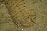 21088 - Museum Grade Bavarilla zemmourensis with Preserved Antennae Lower Ordovician Trilobite