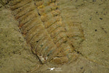 21088 - Museum Grade Bavarilla zemmourensis with Preserved Antennae Lower Ordovician Trilobite